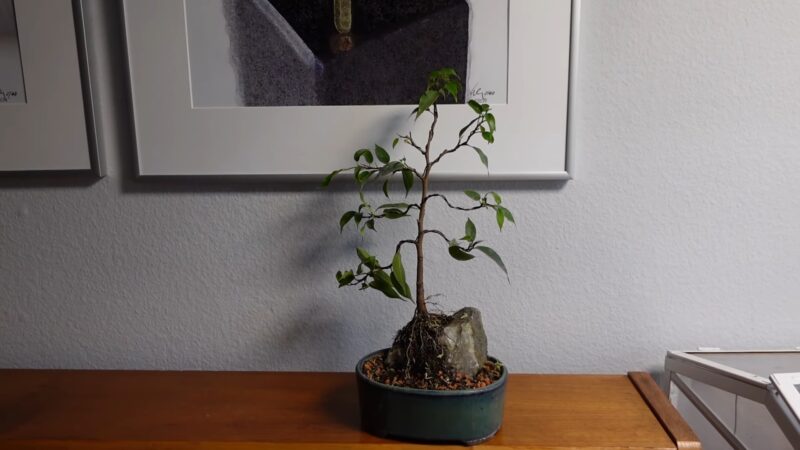 Bonsai Tree Indoor