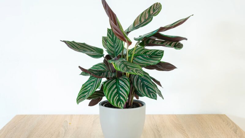 Calathea Setosa - Tips for Care