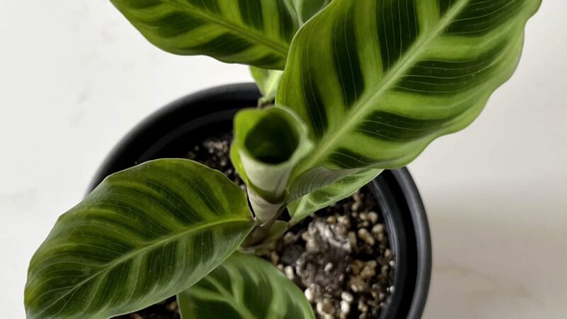 Calathea Setosa - origin