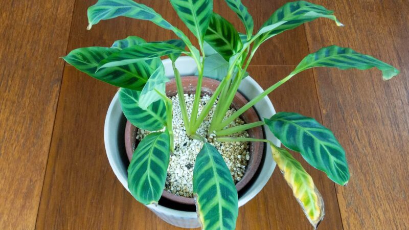 Calathea Setosa Diseases