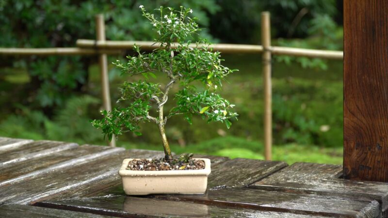 Humidity 100 percent - Bonsai Tree
