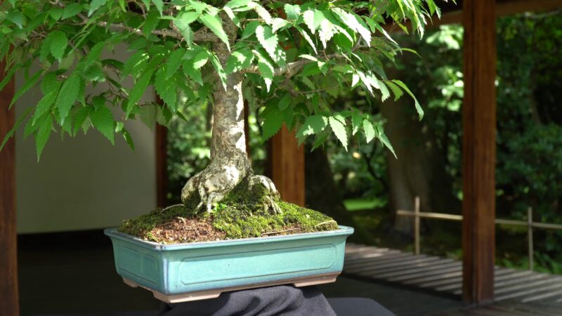 Importance of Light for Bonsai Tree