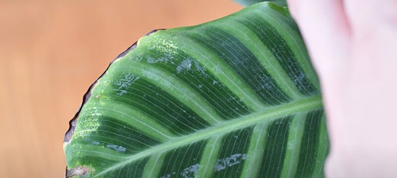 Spider mites on calathea setosa