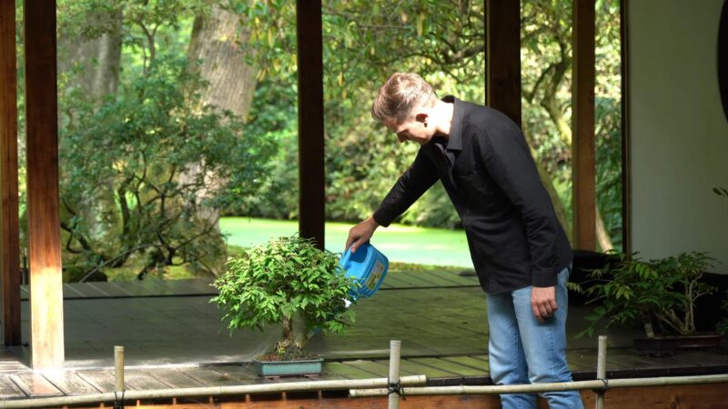Watering practice - Bonsai Tree